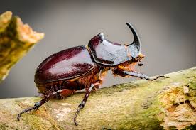 Attēlu rezultāti vaicājumam “Oryctes nasicornis male”