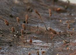 Attēlu rezultāti vaicājumam “Comatricha alta stalked”