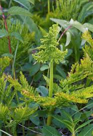 Attēlu rezultāti vaicājumam “Botrychium virginianum”