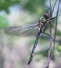 Attēlu rezultāti vaicājumam “Cordulia aenea”