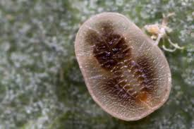 Attēlu rezultāti vaicājumam “Aleurochiton aceris”