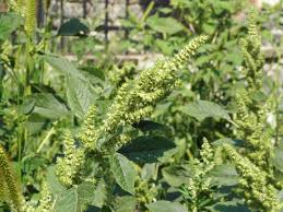 Attēlu rezultāti vaicājumam “Amaranthus retroflexus leaf”