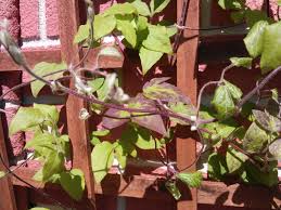 Attēlu rezultāti vaicājumam “Clematis leaf”