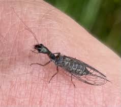 Attēlu rezultāti vaicājumam “Trioza dispar nymph”