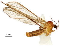 Attēlu rezultāti vaicājumam “Limoniidae”