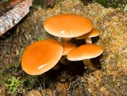 Attēlu rezultāti vaicājumam “Hypholoma sp.”