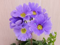 Image result for Primula obconica
