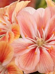 Image result for Bitterwurz