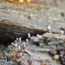 Attēlu rezultāti vaicājumam “Arcyria affinis spores”