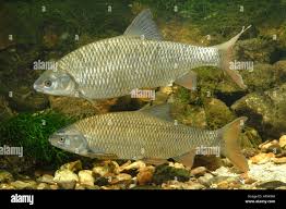 Image result for Rutilus rutilus