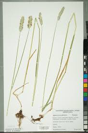 Attēlu rezultāti vaicājumam “Alopecurus pratensis”