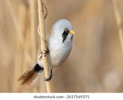 Attēlu rezultāti vaicājumam “Panurus biarmicus male”