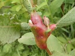 Attēlu rezultāti vaicājumam “Rabdophaga heterobia”