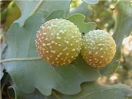 Attēlu rezultāti vaicājumam “Cynips quercusfolii”