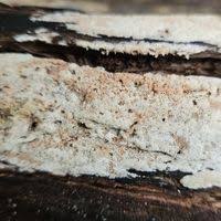 Attēlu rezultāti vaicājumam “Ceriporia viridans”