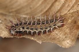 Attēlu rezultāti vaicājumam “Argynnis laodice”