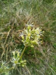 Attēlu rezultāti vaicājumam “Silene otites”