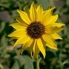Image result for Helianthus annuus