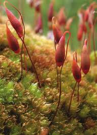 Attēlu rezultāti vaicājumam “Bryum funkii cells”