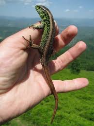 Attēlu rezultāti vaicājumam “Lacerta agilis male”
