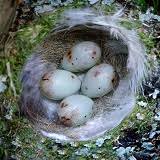 Attēlu rezultāti vaicājumam “Fringilla coelebs nest”