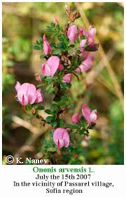 Attēlu rezultāti vaicājumam “Ononis arvensis flower”