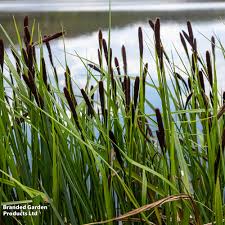 Attēlu rezultāti vaicājumam “Carex acuta”