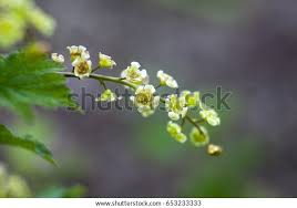Attēlu rezultāti vaicājumam “Ribes rubrum flower”