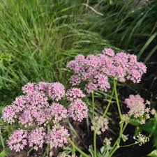 Attēlu rezultāti vaicājumam “Pimpinella major flower”