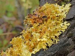 Attēlu rezultāti vaicājumam “Vulpicida pinastri”