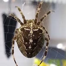 Attēlu rezultāti vaicājumam “Araneus diadematus female”