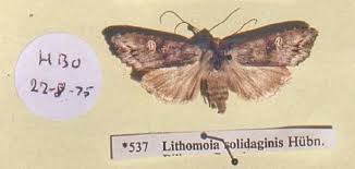 Attēlu rezultāti vaicājumam “Lithomoia solidaginis”