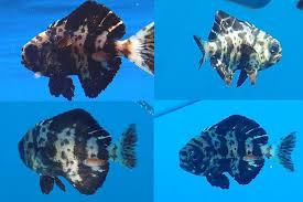 Image result for Schedophilus ovalis