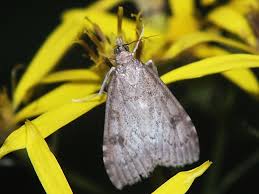 Attēlu rezultāti vaicājumam “Udea prunalis”