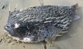 Image result for Diodon hystrix