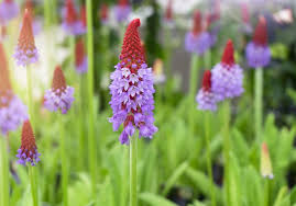 Attēlu rezultāti vaicājumam “Primula x margotae flower”