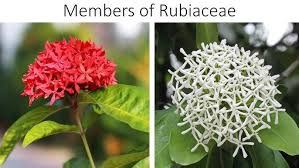 Attēlu rezultāti vaicājumam “Rubiaceae”