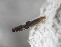 Attēlu rezultāti vaicājumam “Argyresthia spinosella”
