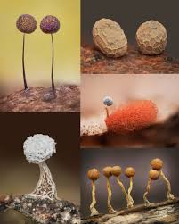 Attēlu rezultāti vaicājumam “Physarum globuliferum spores”