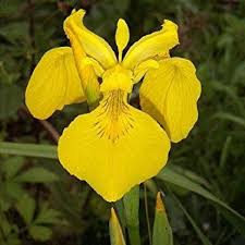 Attēlu rezultāti vaicājumam “Iris pseudacorus”