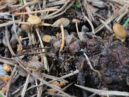 Attēlu rezultāti vaicājumam “Strobilurus esculentus”