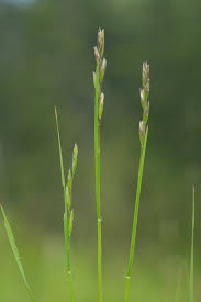 Attēlu rezultāti vaicājumam “Danthonia decumbens”
