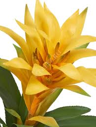 Картинки по запросу гусмания