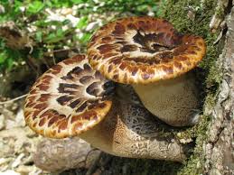 Attēlu rezultāti vaicājumam “Polyporus tubaeformis”