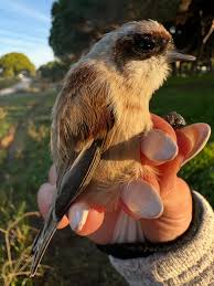 Attēlu rezultāti vaicājumam “Remiz pendulinus”