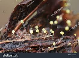 Attēlu rezultāti vaicājumam “Physarum viride var. aurantium”