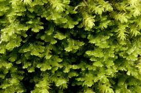 Attēlu rezultāti vaicājumam “Porella cordaeana”