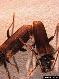 Attēlu rezultāti vaicājumam “Tetropium fuscum”