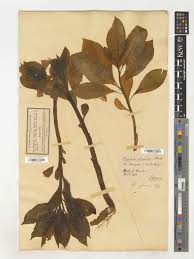 Attēlu rezultāti vaicājumam “Scopolia carniolica leaf”