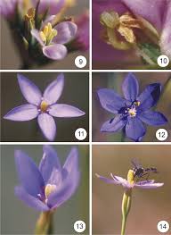 Attēlu rezultāti vaicājumam “Gentianaceae”